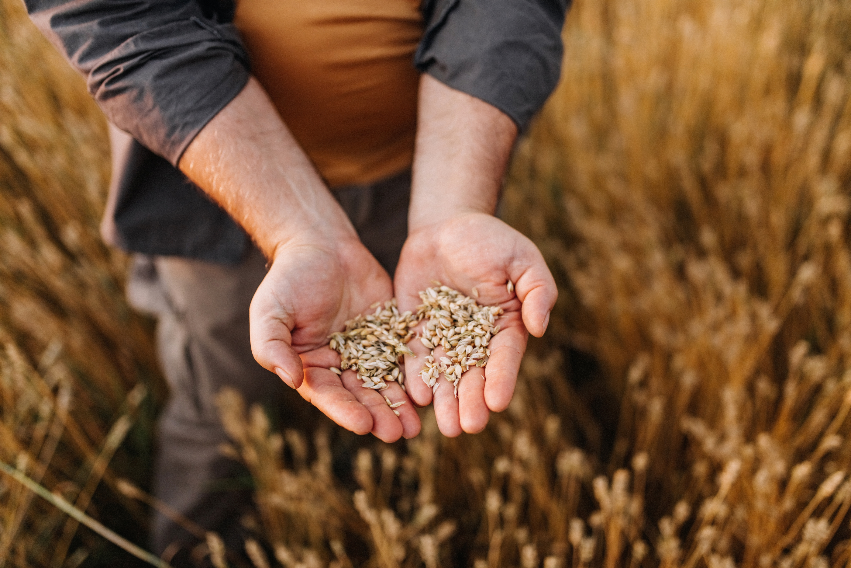 Farmer holding grains in open hands.
