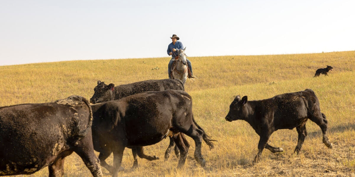 Rancher with their herd