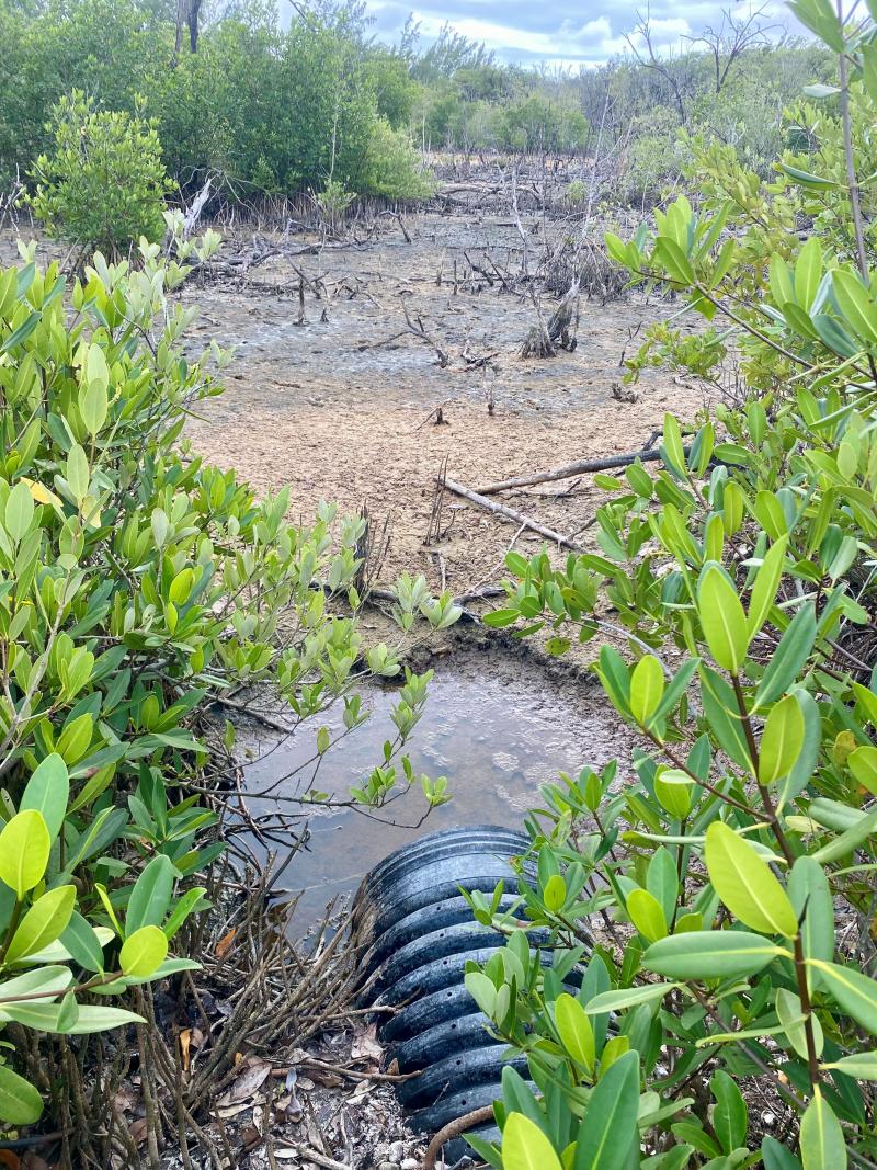 View of blocked creek in The Bahamas